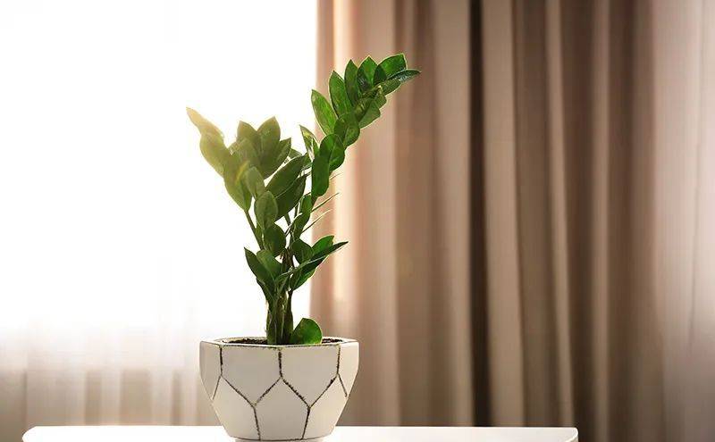 室內養什么植物最好排名_室內比較好養的植物_室內植物哪個好養活
