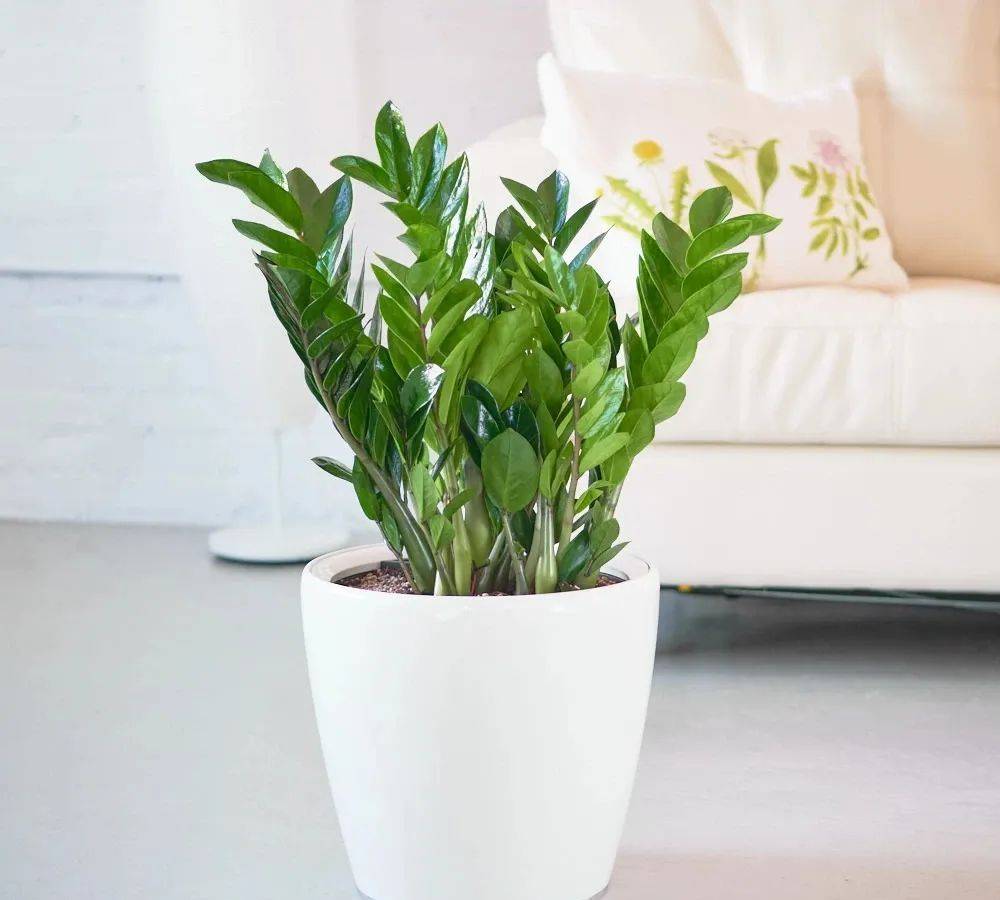 室內養什么植物最好排名_室內比較好養的植物_室內植物哪個好養活