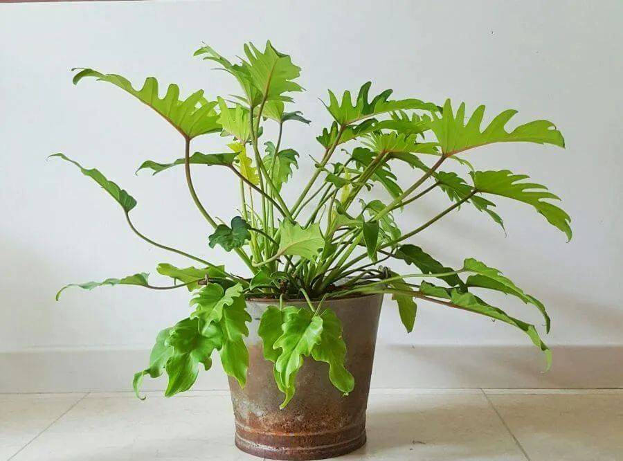 室內養什么植物最好排名_室內比較好養的植物_室內植物哪個好養活