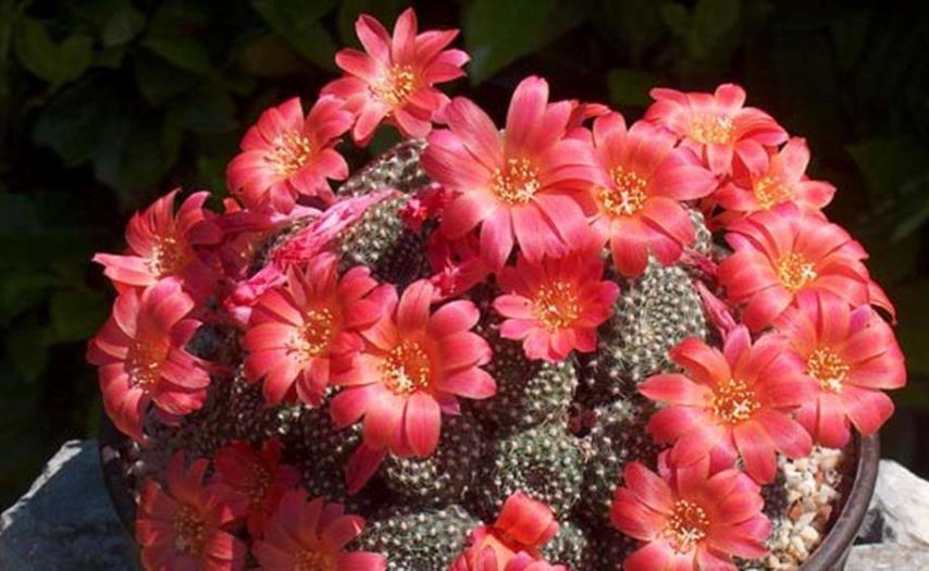 適合懶人養的花卉_懶人養的花_花卉養適合懶人盆栽嗎