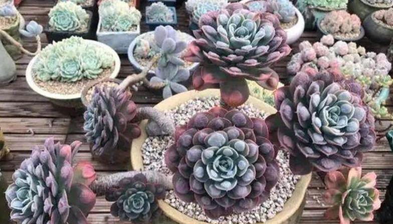 適合懶人養的花卉_懶人養的花_花卉養適合懶人盆栽嗎