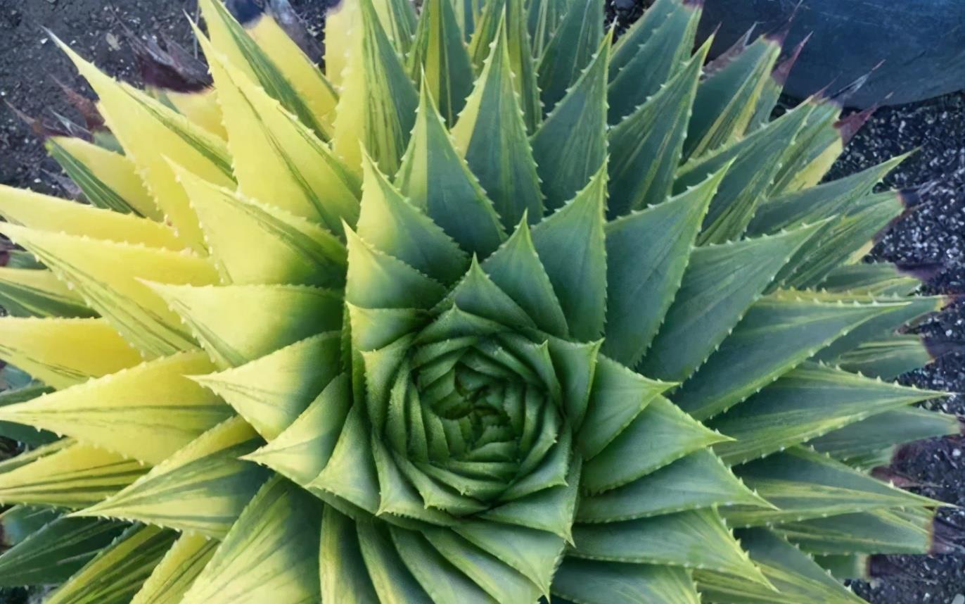 適合懶人養的花卉_花卉養適合懶人盆栽嗎_懶人養的花