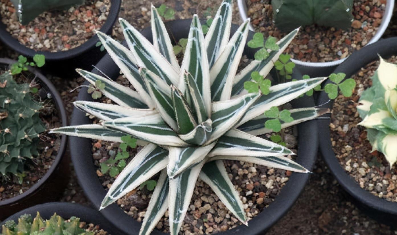 花卉養適合懶人盆栽嗎_懶人養的花_適合懶人養的花卉