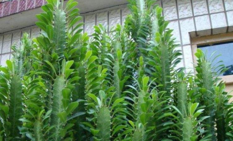 適合懶人養的花卉_懶人養的花_花卉養適合懶人盆栽嗎