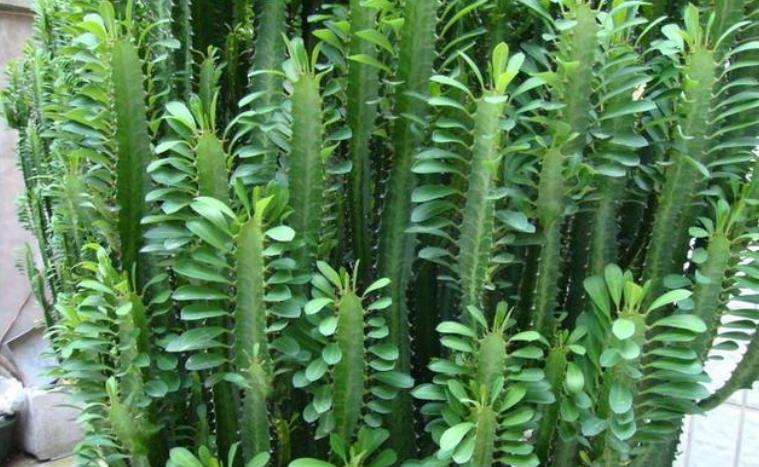 適合懶人養的花卉_花卉養適合懶人盆栽嗎_懶人養的花