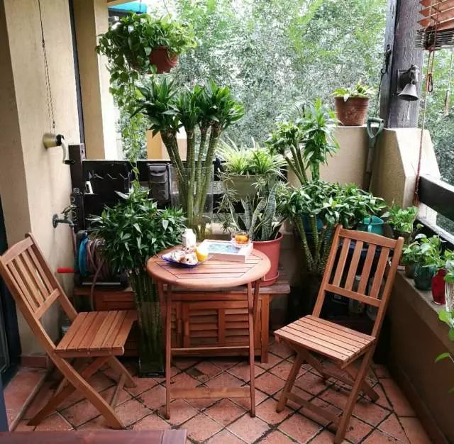 可以室內養的綠植_室內養綠植可以凈化空氣嗎_室內養綠植可以增加濕度嗎