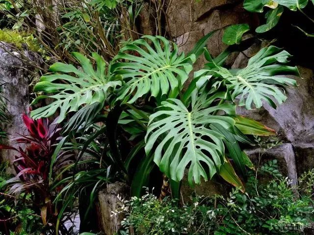 室內養綠植可以增加濕度嗎_可以室內養的綠植_室內養綠植可以凈化空氣嗎