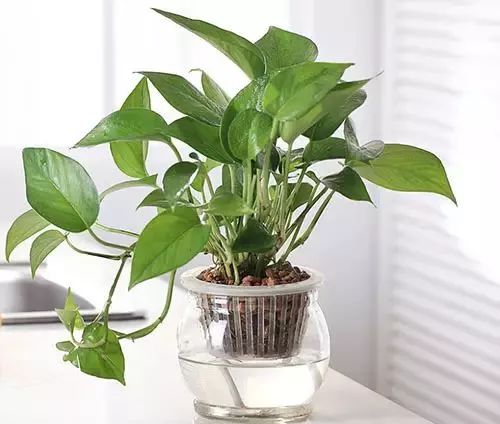 室內養綠植可以凈化空氣嗎_室內養綠植可以增加濕度嗎_可以室內養的綠植