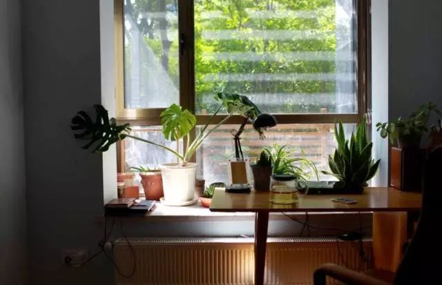 室內養綠植可以增加濕度嗎_室內養綠植可以凈化空氣嗎_可以室內養的綠植