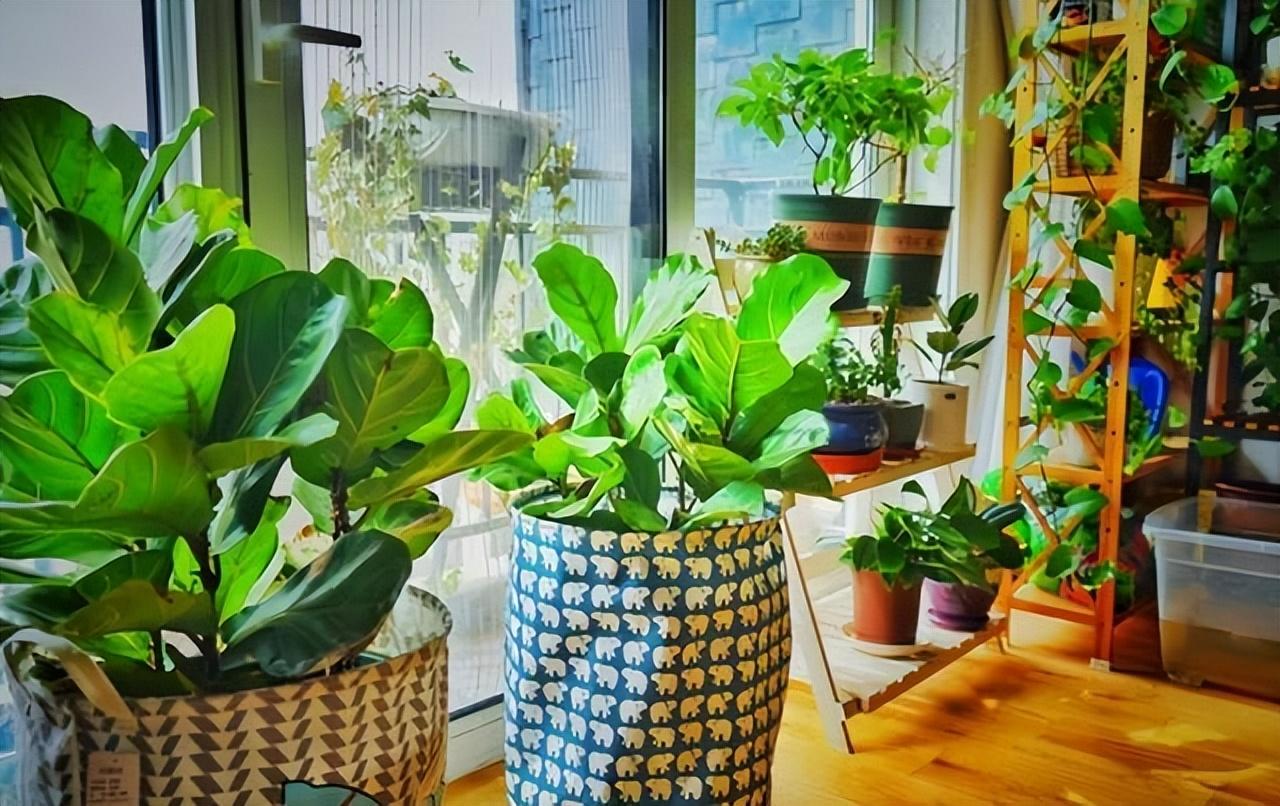 家庭養花的選擇_家里養什么花最好?有8種是首選_家里養花就選幾種