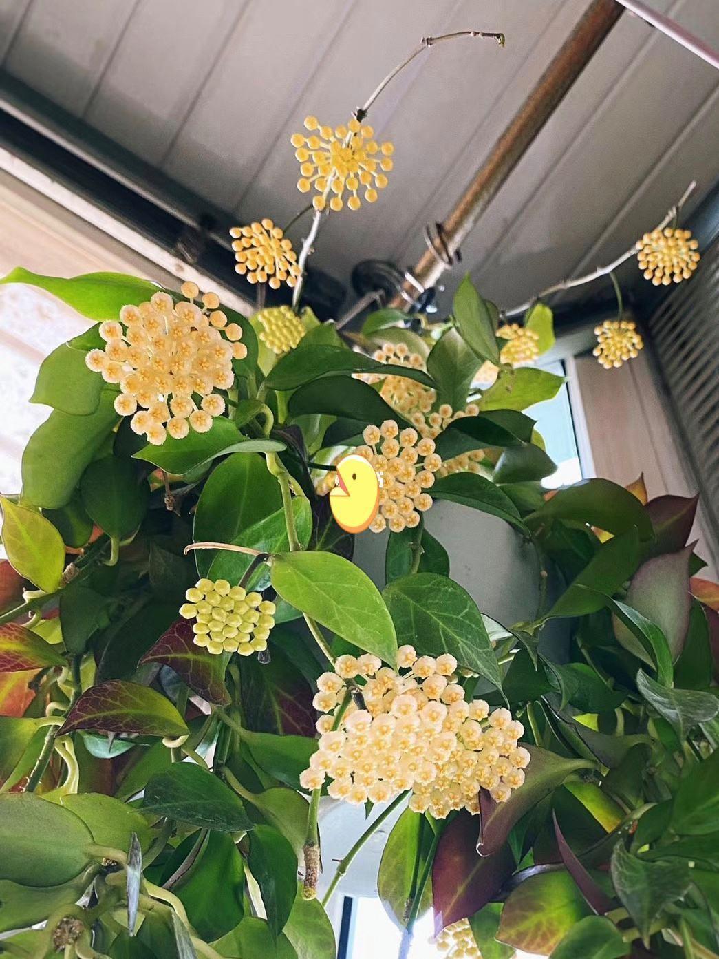 家里養花就選幾種_家里養什么花最好?有8種是首選_家庭養花的選擇