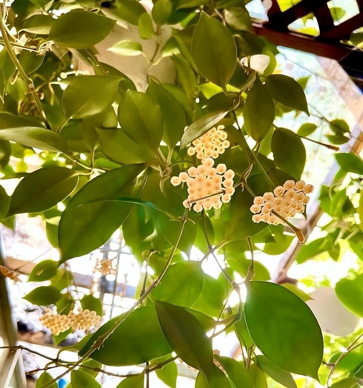 家里養什么花最好?有8種是首選_家里養花就選幾種_家庭養花的選擇