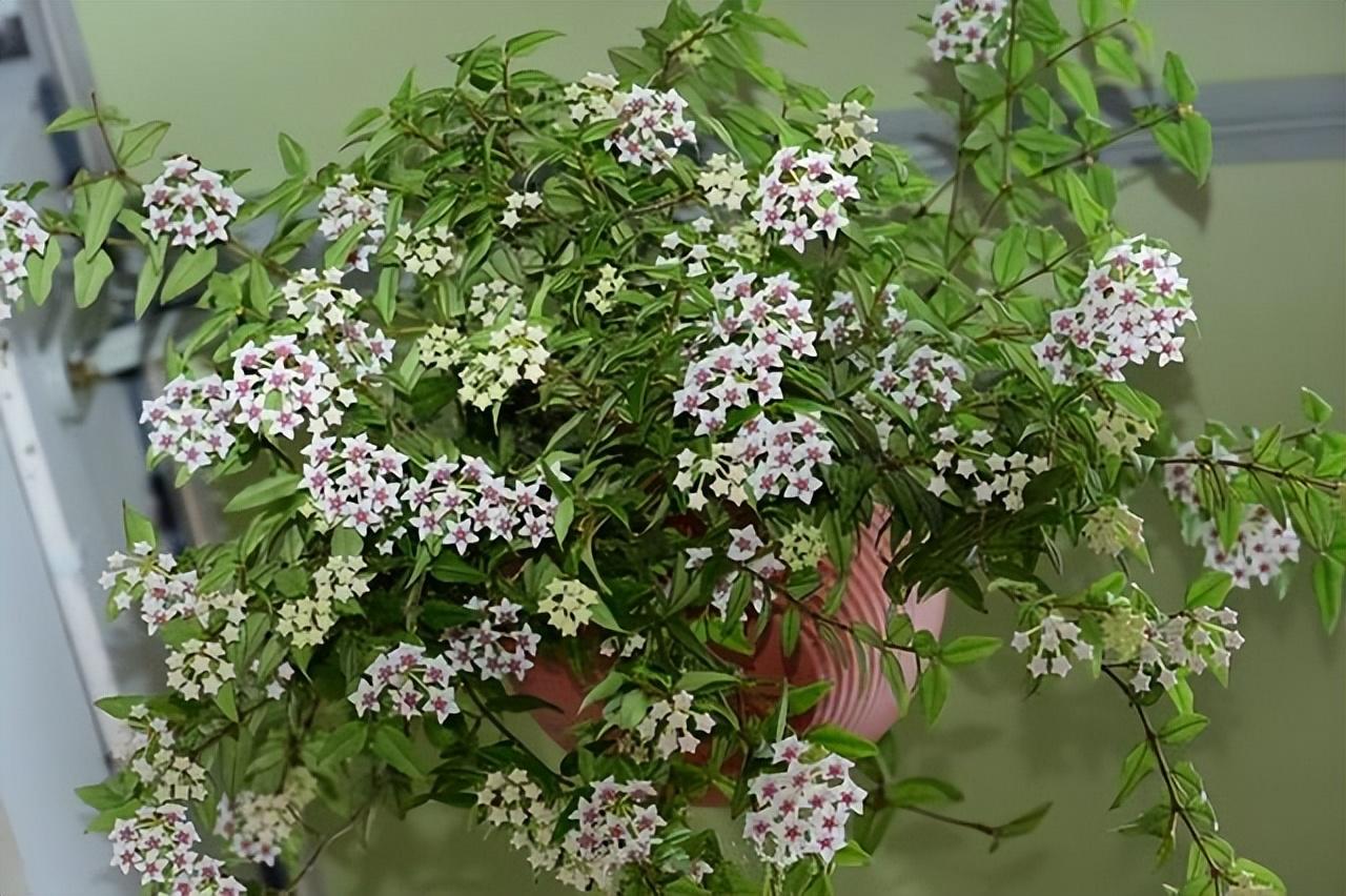 家里養花就選幾種_家庭養花的選擇_家里養什么花最好?有8種是首選