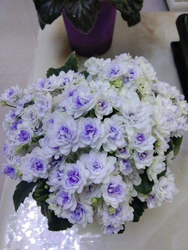 家里養什么花最好?有8種是首選_家庭養花的選擇_家里養花就選幾種