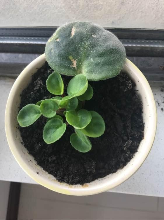 家里養花就選幾種_家里養什么花最好?有8種是首選_家庭養花的選擇