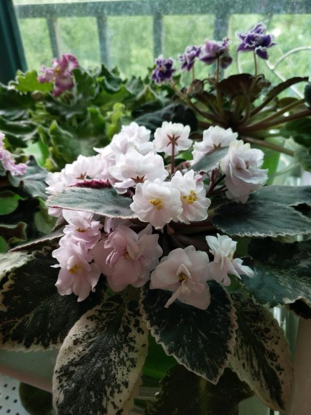 家里養花就選幾種_家庭養花的選擇_家里養什么花最好?有8種是首選