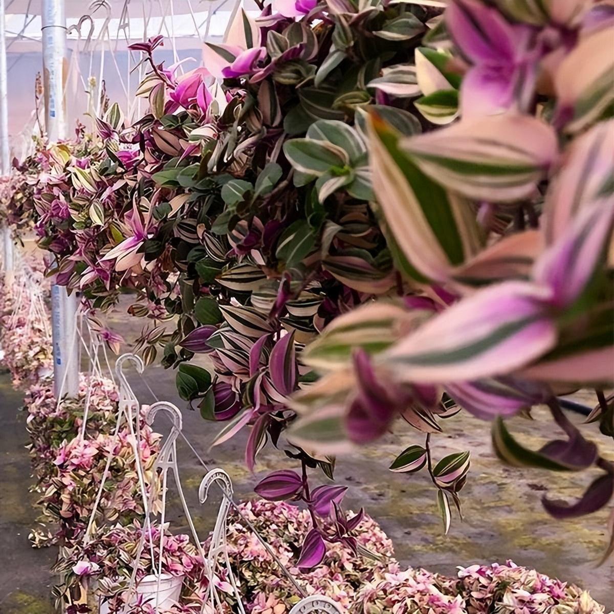 家里養花就選幾種_家庭養花的選擇_家里養什么花最好?有8種是首選