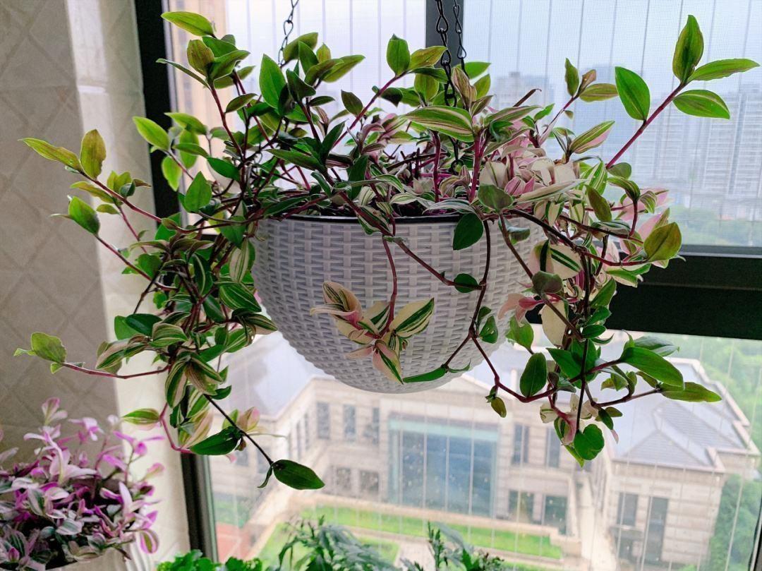 家里養什么花最好?有8種是首選_家庭養花的選擇_家里養花就選幾種