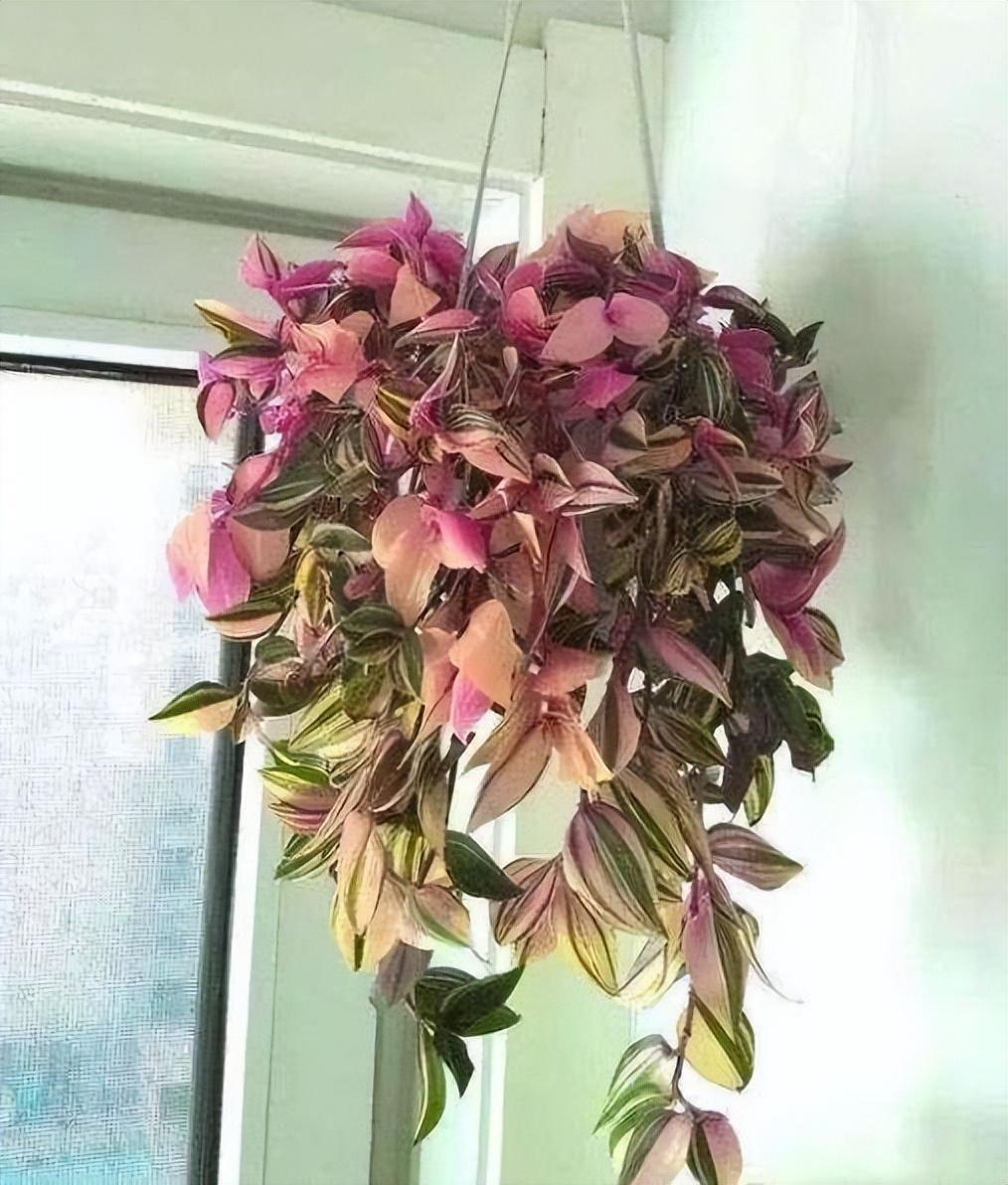 家里養什么花最好?有8種是首選_家庭養花的選擇_家里養花就選幾種