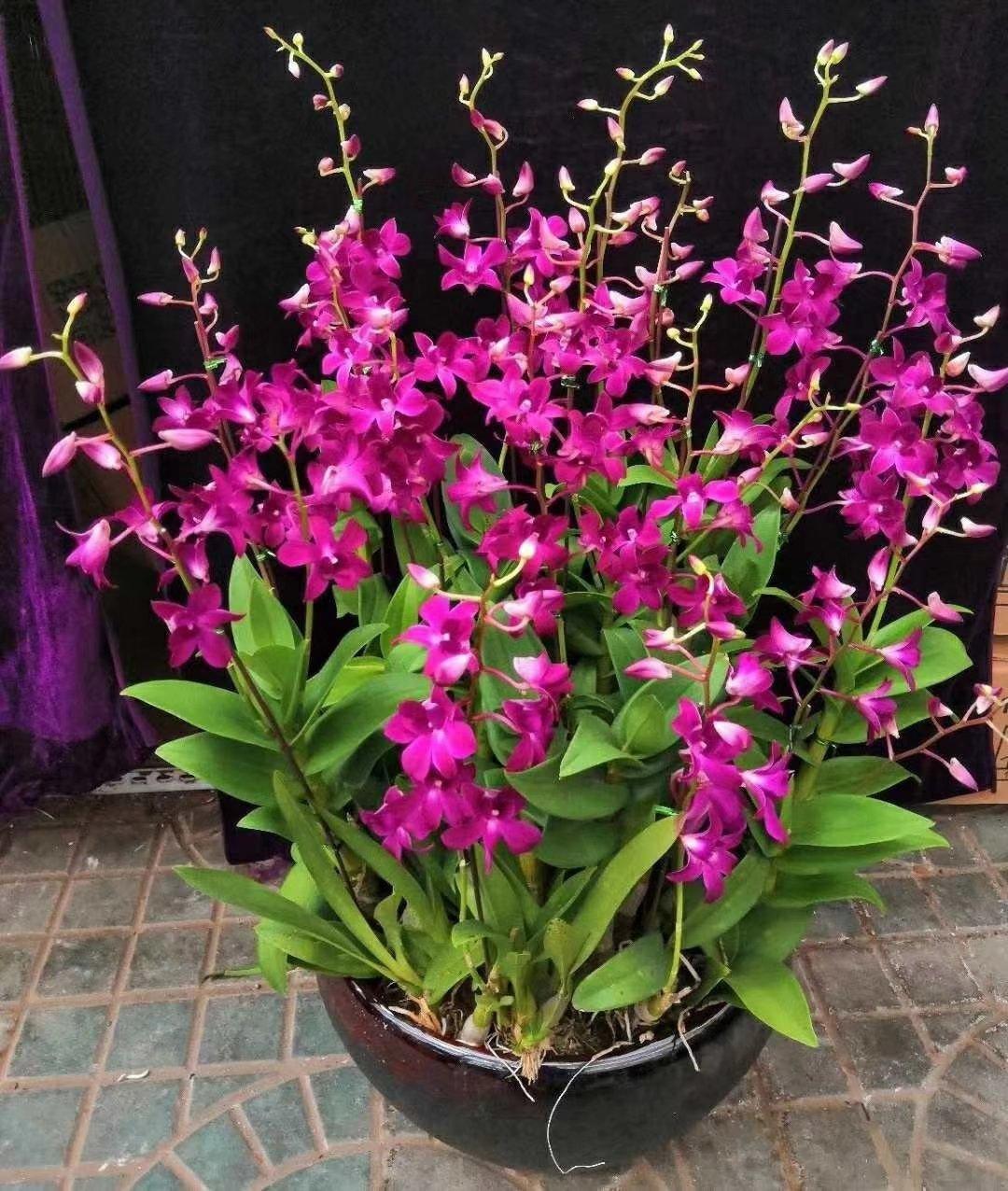 家里養什么花最好?有8種是首選_家庭養花的選擇_家里養花就選幾種