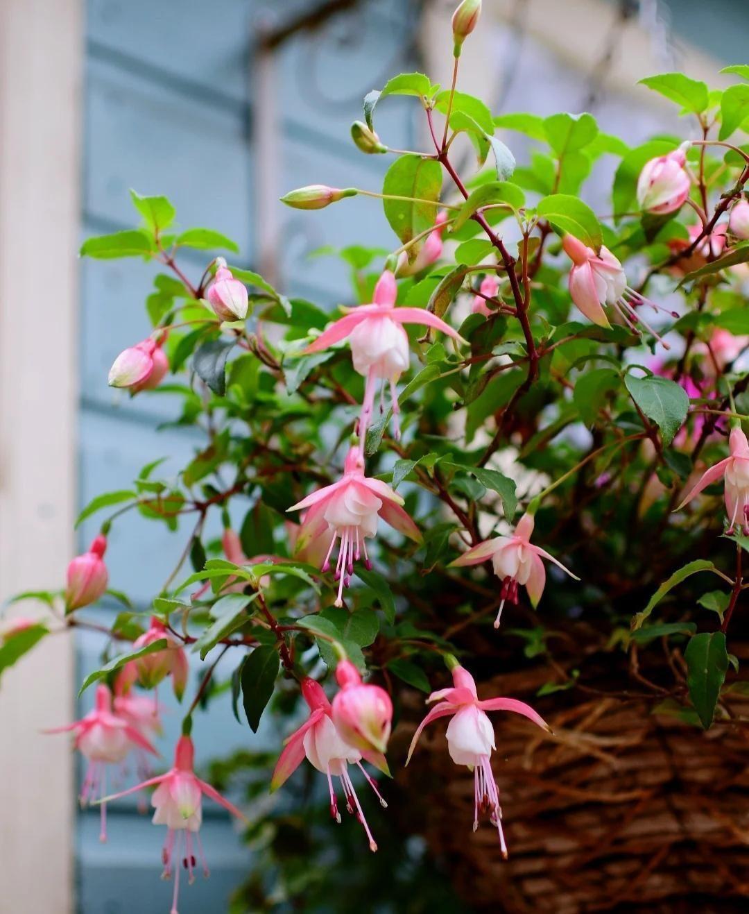 家里養花就選幾種_家庭養花的選擇_家里養什么花最好?有8種是首選