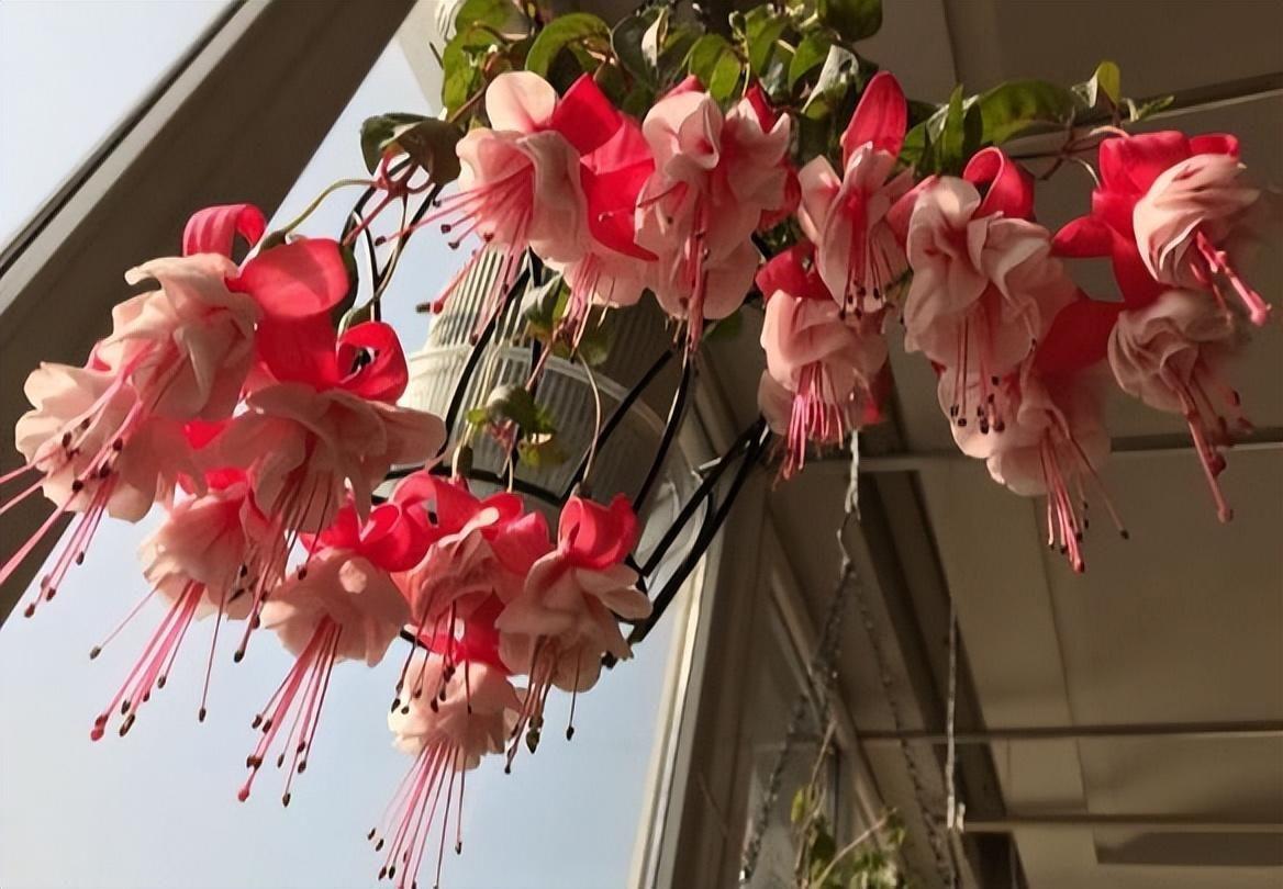 家里養什么花最好?有8種是首選_家里養花就選幾種_家庭養花的選擇