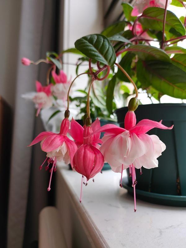 家里養花就選幾種_家庭養花的選擇_家里養什么花最好?有8種是首選