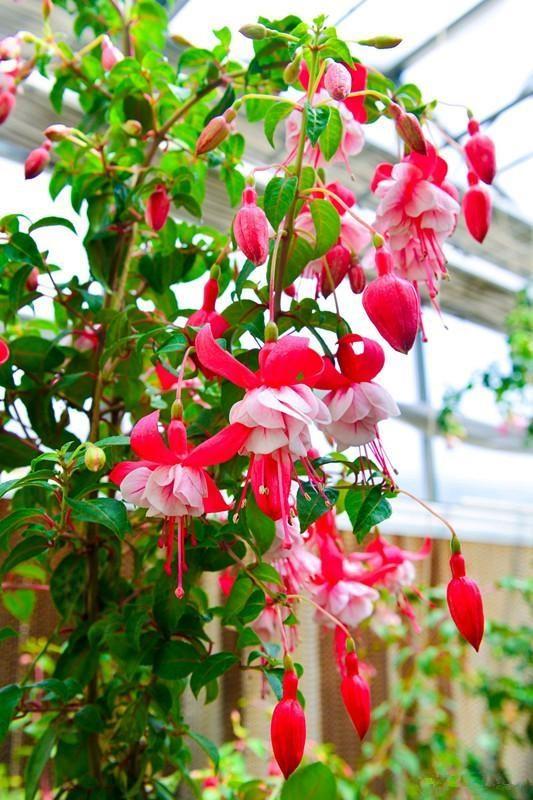 家里養什么花最好?有8種是首選_家里養花就選幾種_家庭養花的選擇