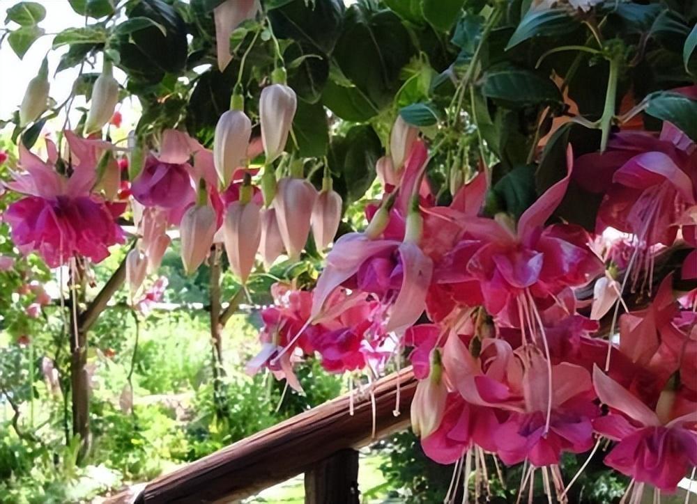 家里養什么花最好?有8種是首選_家里養花就選幾種_家庭養花的選擇