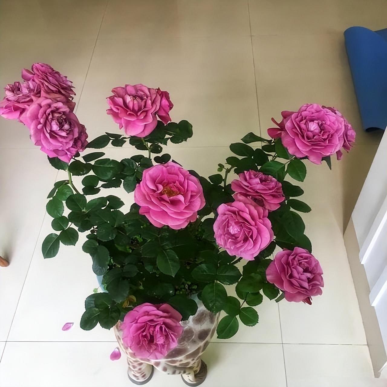 家庭養花的選擇_家里養什么花最好?有8種是首選_家里養花就選幾種