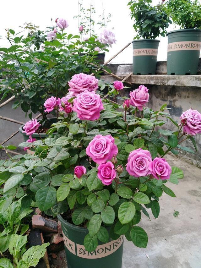 家里養什么花最好?有8種是首選_家里養花就選幾種_家庭養花的選擇