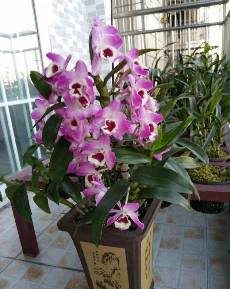 家庭養花的選擇_家里養什么花最好?有8種是首選_家里養花就選幾種