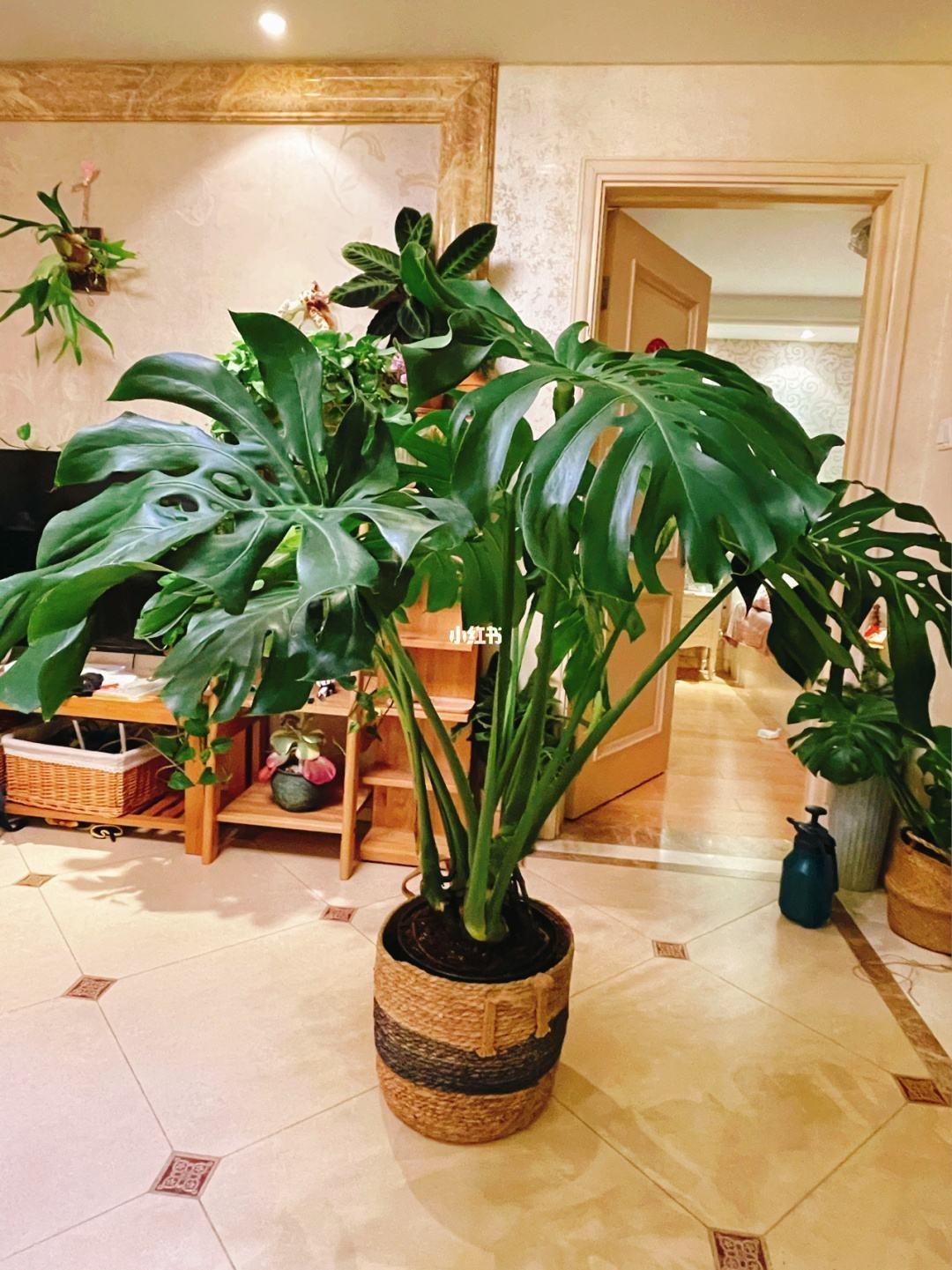 家里養什么花最好?有8種是首選_家里養花就選幾種_家庭養花的選擇