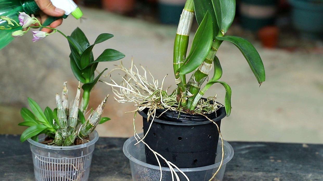 家里養花就選幾種_家里養什么花最好?有8種是首選_家庭養花的選擇