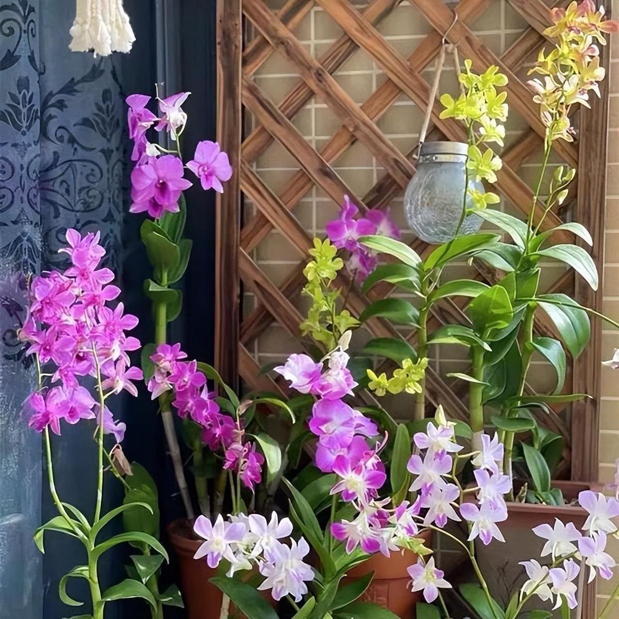 家里養花就選幾種_家庭養花的選擇_家里養什么花最好?有8種是首選