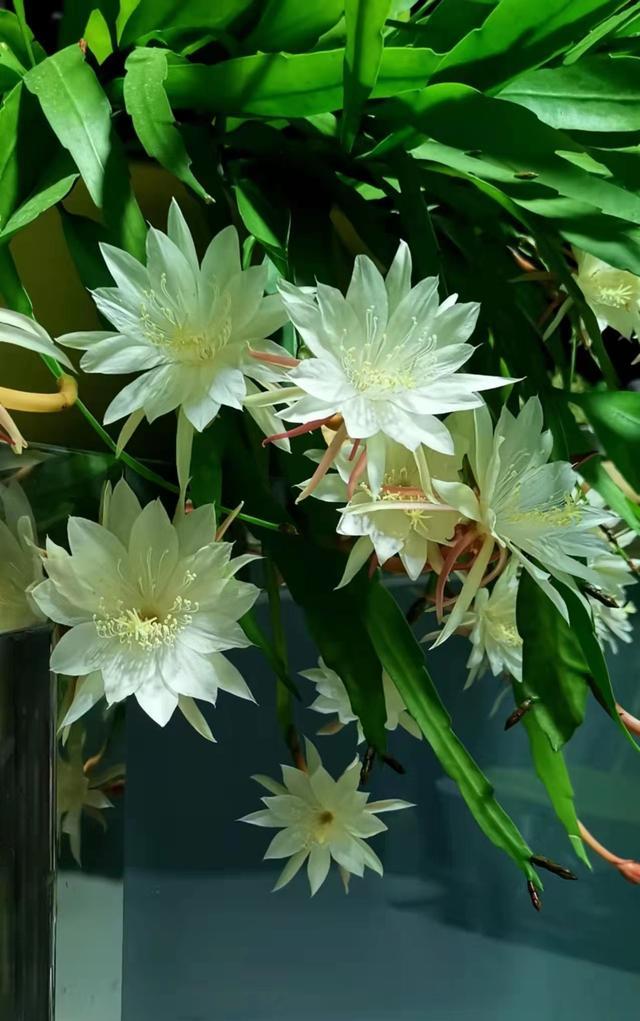 家里養花就選幾種_家庭養花的選擇_家里養什么花最好?有8種是首選