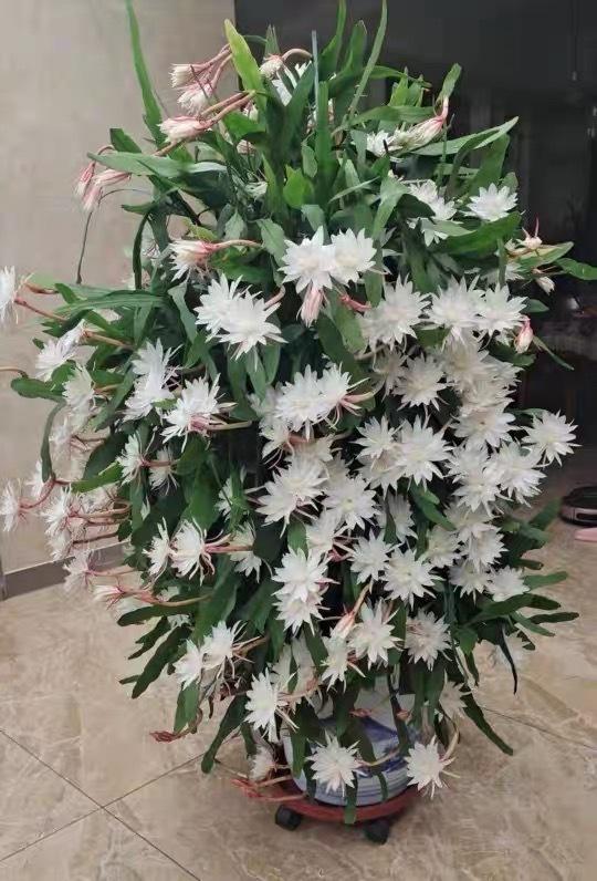 家庭養花的選擇_家里養什么花最好?有8種是首選_家里養花就選幾種