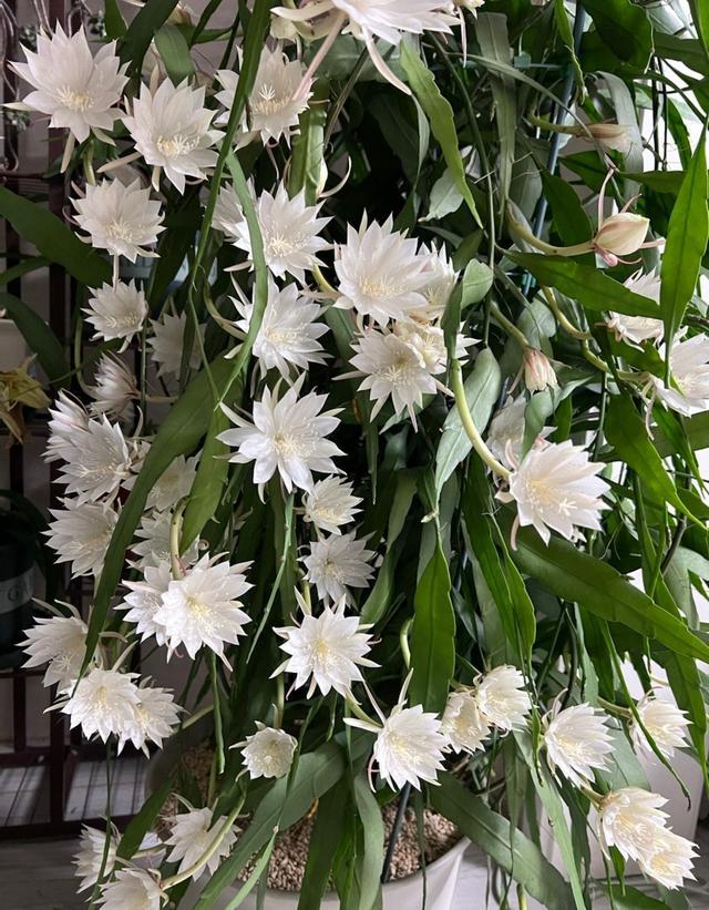 家里養花就選幾種_家里養什么花最好?有8種是首選_家庭養花的選擇