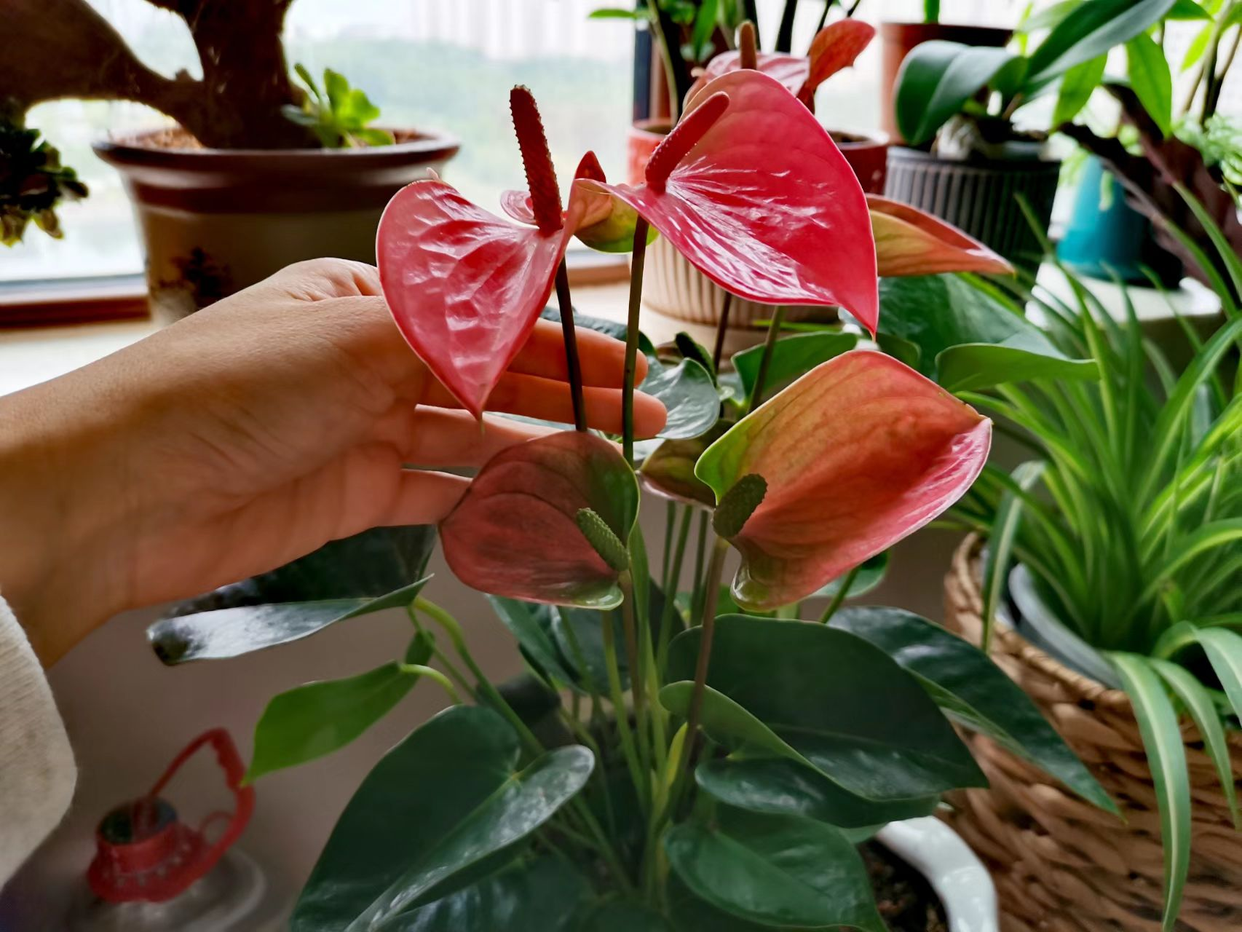 家里養花就選幾種_家里養什么花最好?有8種是首選_家庭養花的選擇