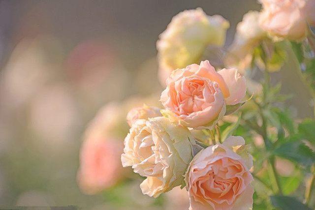 室外綠植有哪些品種_室外綠植圖片大全欣賞_室外綠植