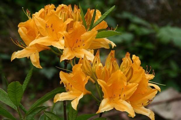 室外綠植有哪些品種_室外綠植圖片大全欣賞_室外綠植