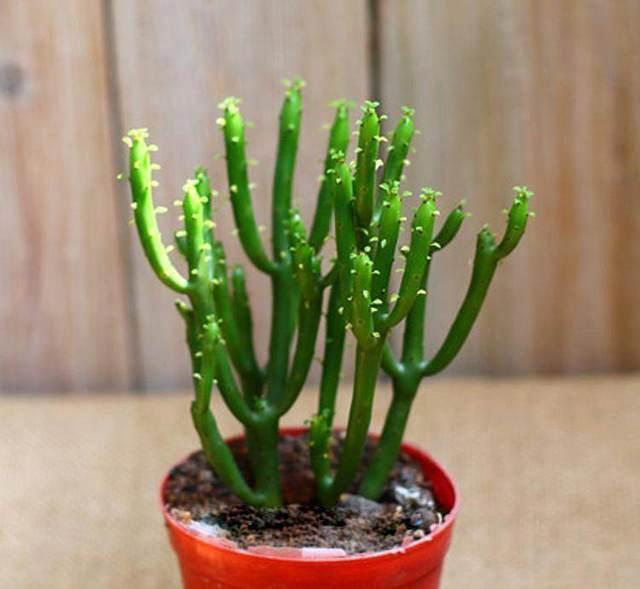 室外綠植有哪些品種_室外綠植圖片大全欣賞_室外綠植