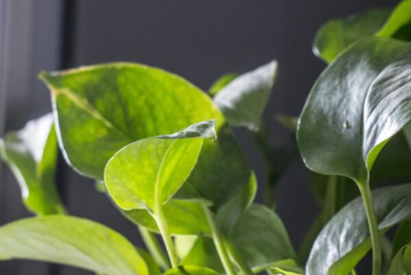 最好養活的綠植_養綠植養的好有什么寓意_綠植好養