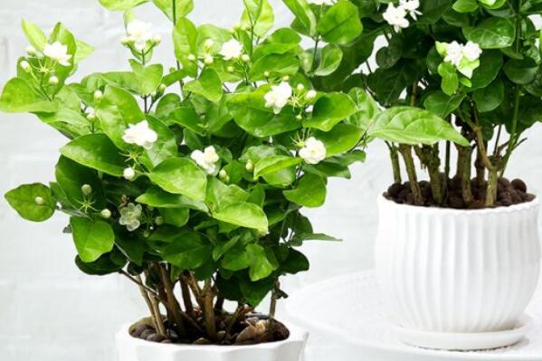 養綠植養的好有什么寓意_最好養活的綠植_綠植好養