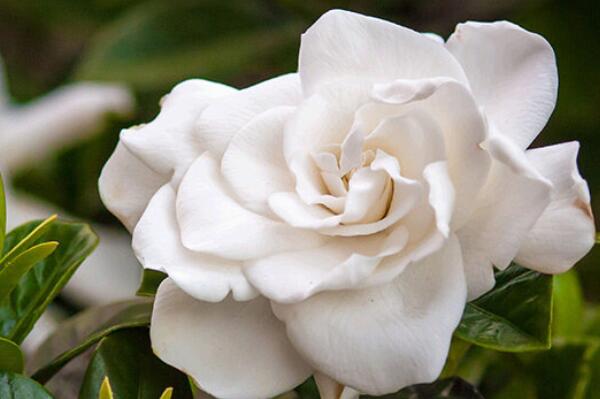 養綠植養的好有什么寓意_綠植好養_最好養活的綠植