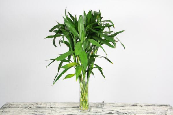 綠植好養_最好養活的綠植_養綠植養的好有什么寓意