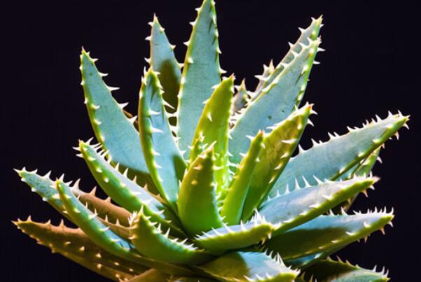 最好養活的綠植_養綠植養的好有什么寓意_綠植好養