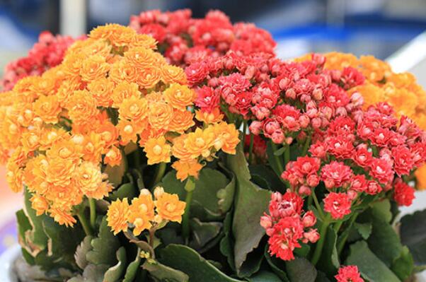 綠植好養_最好養活的綠植_養綠植養的好有什么寓意