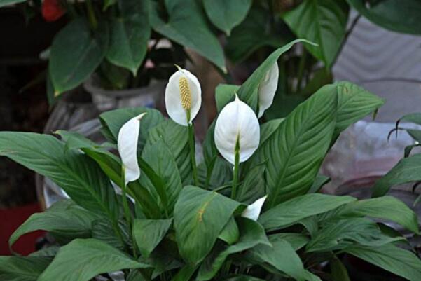 養綠植養的好有什么寓意_最好養活的綠植_綠植好養