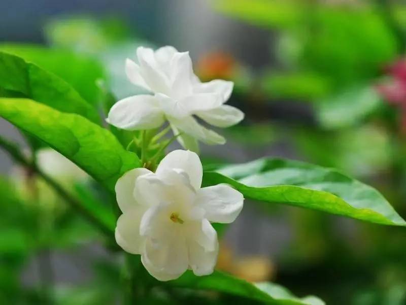 送母親花束圖片大全_送母親花送什么_送母親花送幾朵合適